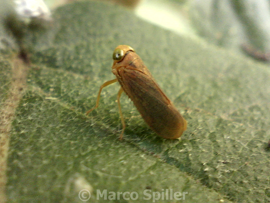 Cicadellidae: Jikradia olitoria della Lombardia